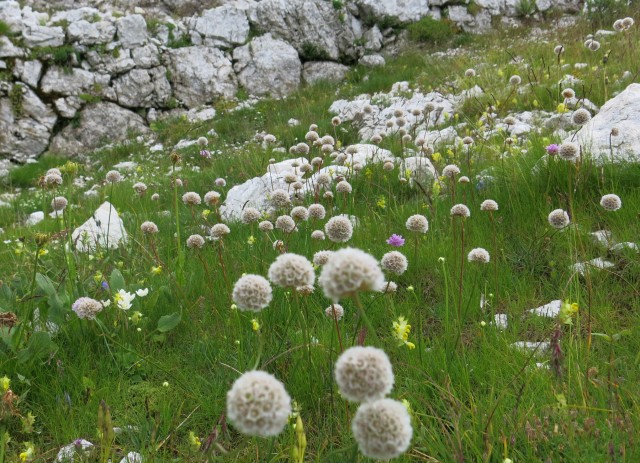 Sella n., proti Bavhi   03.08.2022 - foto