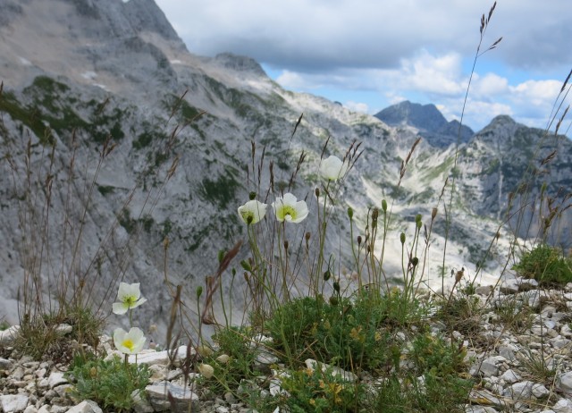 Sella n., proti Bavhi   03.08.2022 - foto