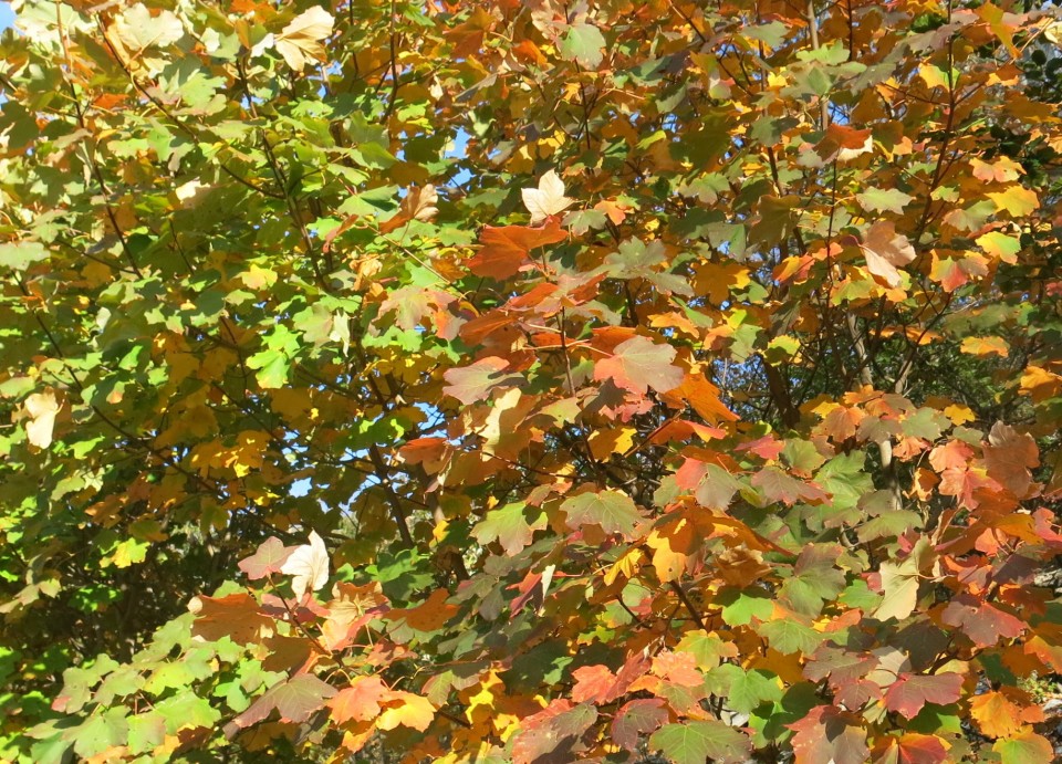 Prpa - velebit  17.10.2022 - foto povečava