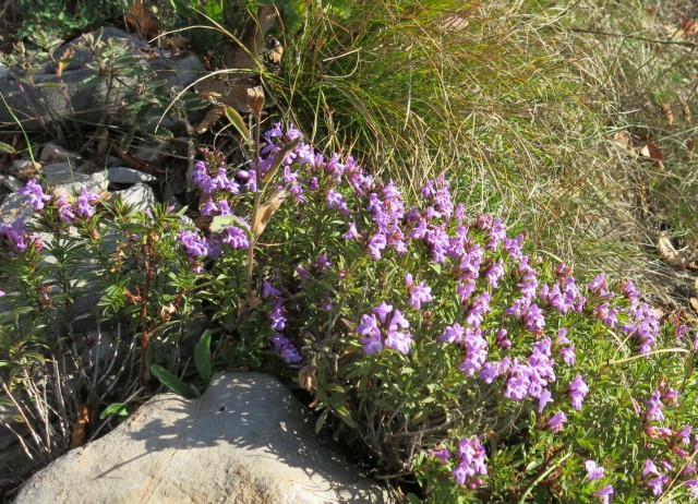 Prpa - velebit  17.10.2022 - foto