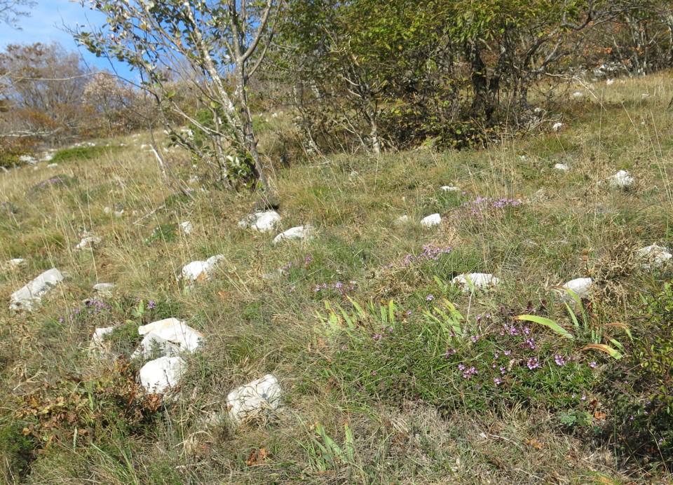 Prpa - velebit  17.10.2022 - foto povečava