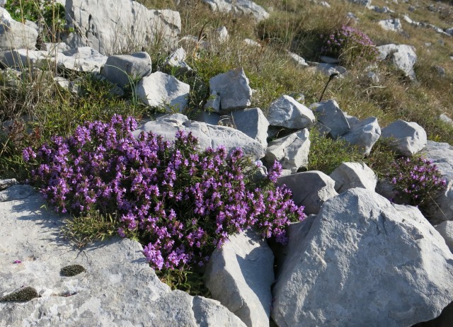 Prpa - velebit  17.10.2022 - foto