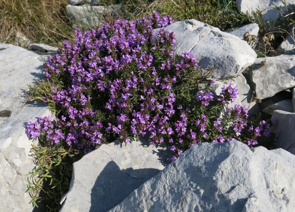 Prpa - velebit  17.10.2022 - foto povečava