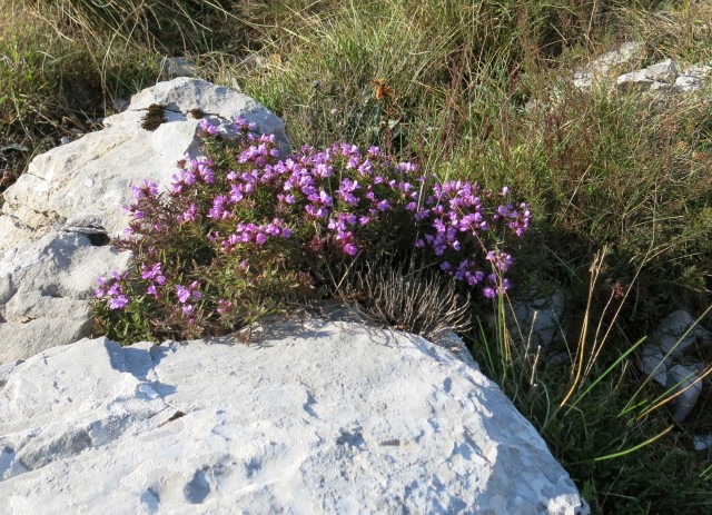 Prpa - velebit  17.10.2022 - foto