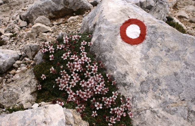 Veliki šmaren na kredarici 8/2005 - foto