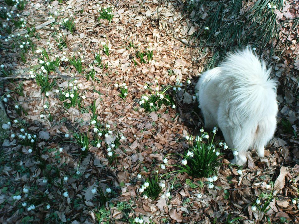 Sprehodi z belo 2010/2011/2012 - foto povečava