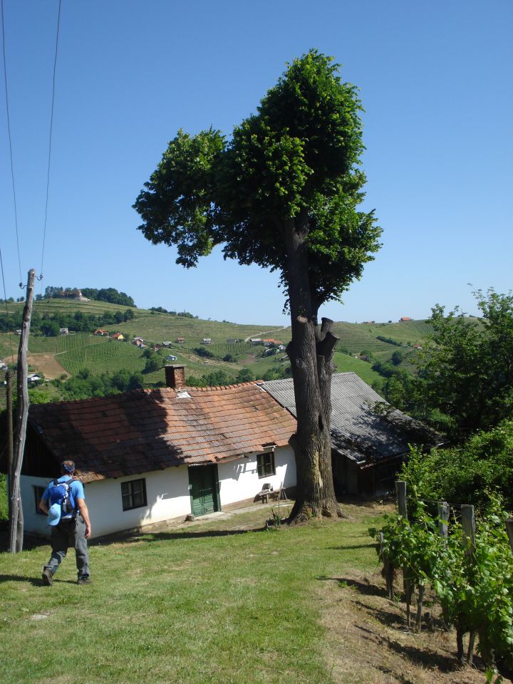 Haloze 5/2008 - foto povečava