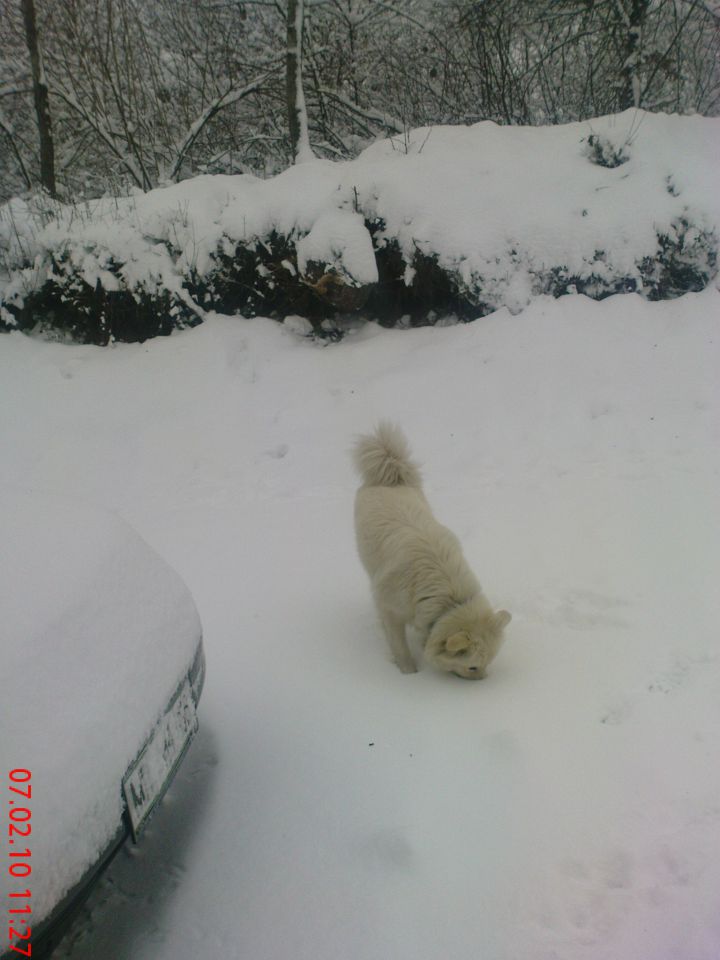 Sneg v halozah 2/2010 - foto povečava