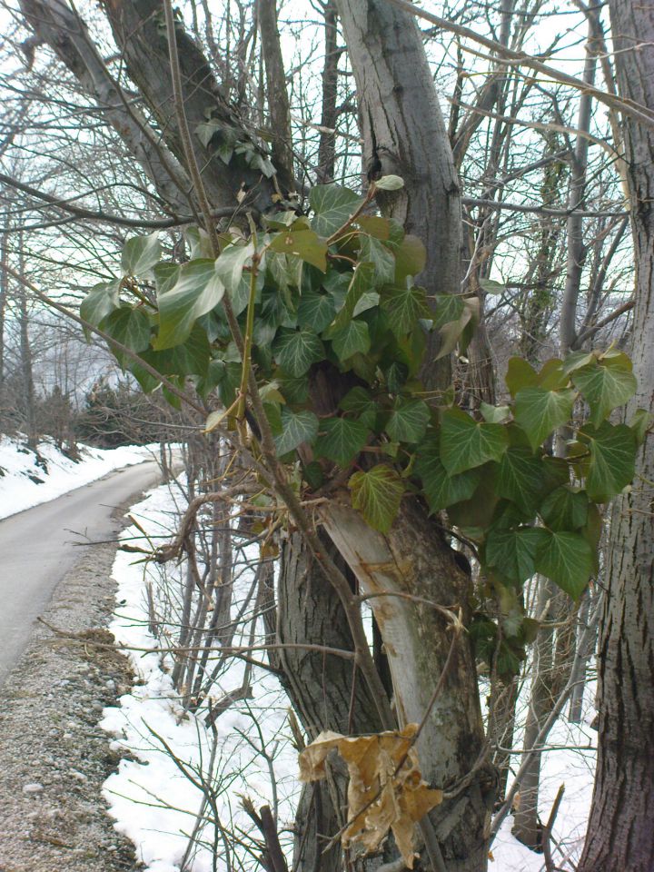 Hpp  Podlehnik - Naraplje 3/2010 - foto povečava