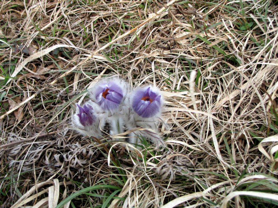 Rogaška gora 3/2010 - foto povečava