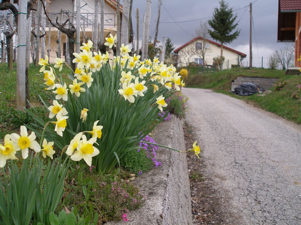 Mustrova pot 4/2010 - foto povečava