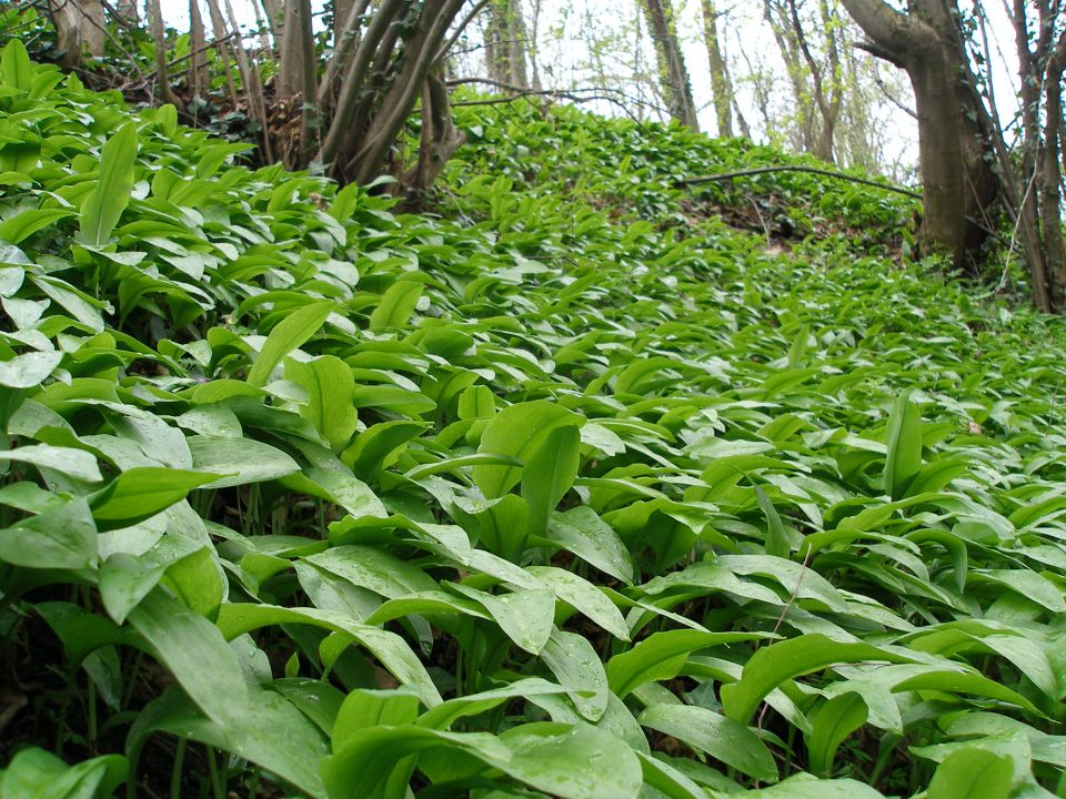 Bračičeva pot 27.2./11.4./8.5./22.5./31.7.10. - foto povečava