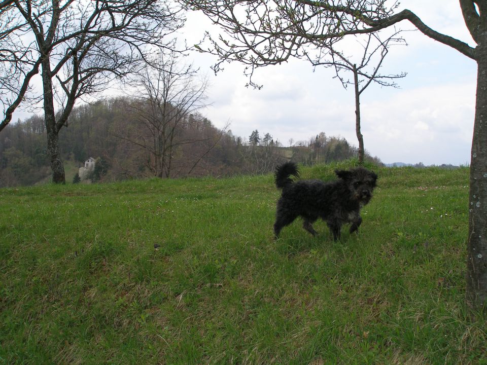 Bračičeva pot 27.2./11.4./8.5./22.5./31.7.10. - foto povečava