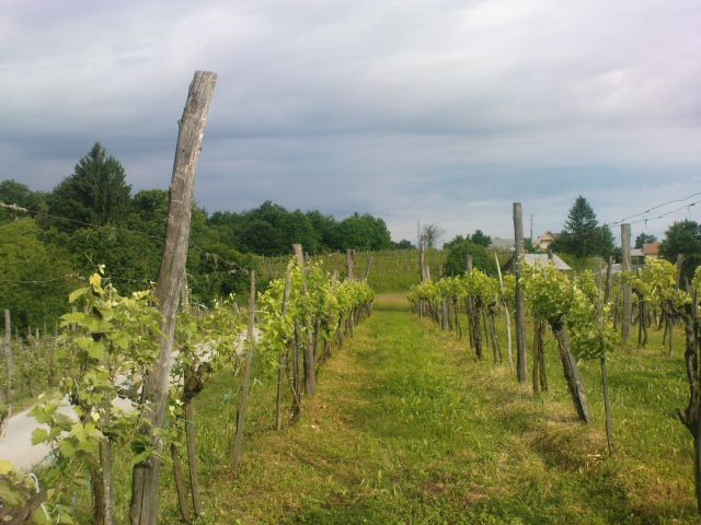 Pot se vije med vinogradi