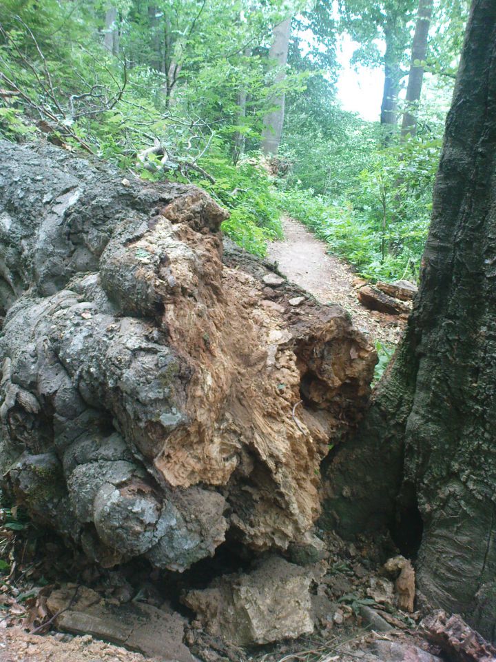 Bosa noga 6/2010/2011 - foto povečava