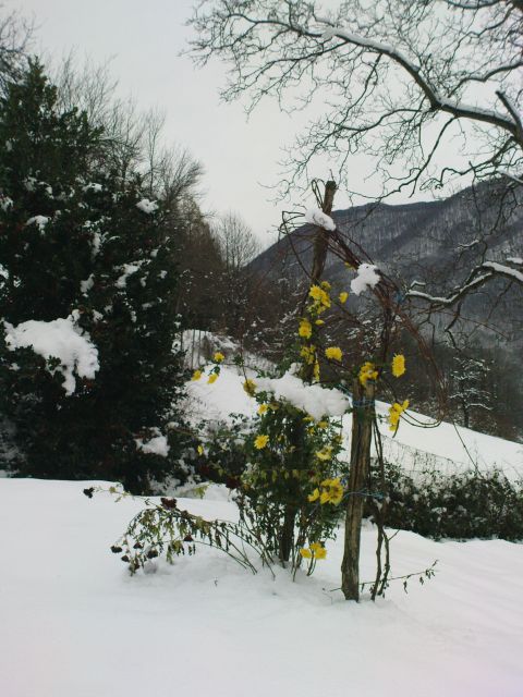 Poslednje rože to leto