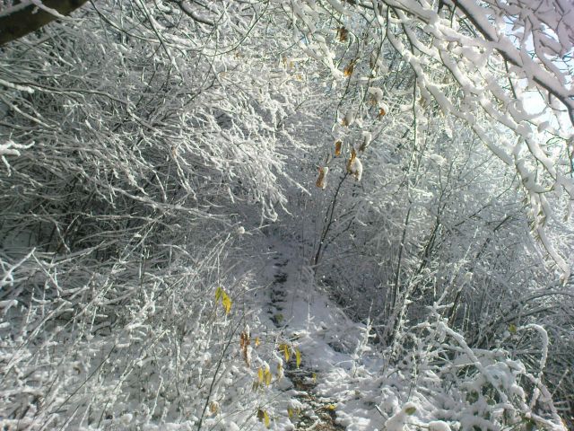 Donačka 28.11./2010 - foto