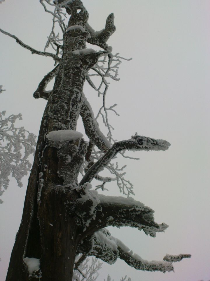 Boč 29.01./12.02.2011. - foto povečava