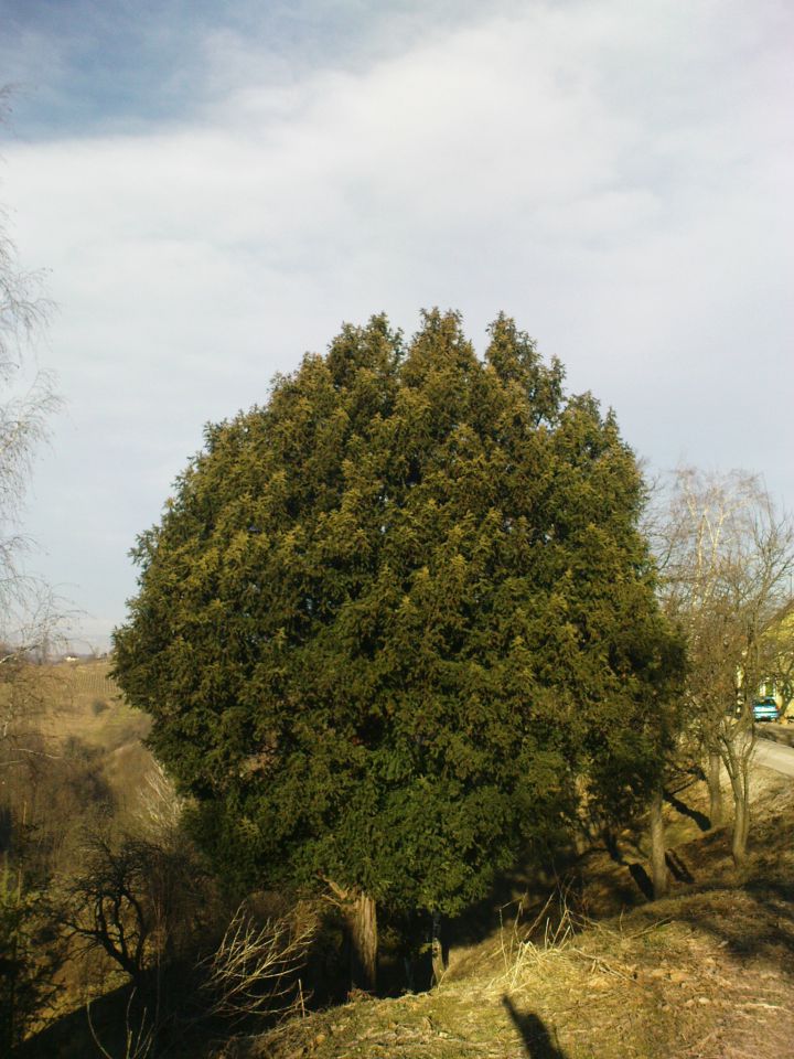 Gradišča - Pohorje v Halozah/06.02.2011 - foto povečava