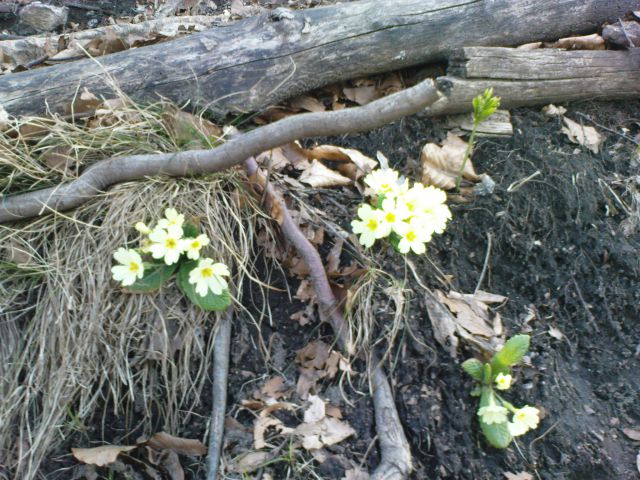 Boč 26.03.2011 - foto