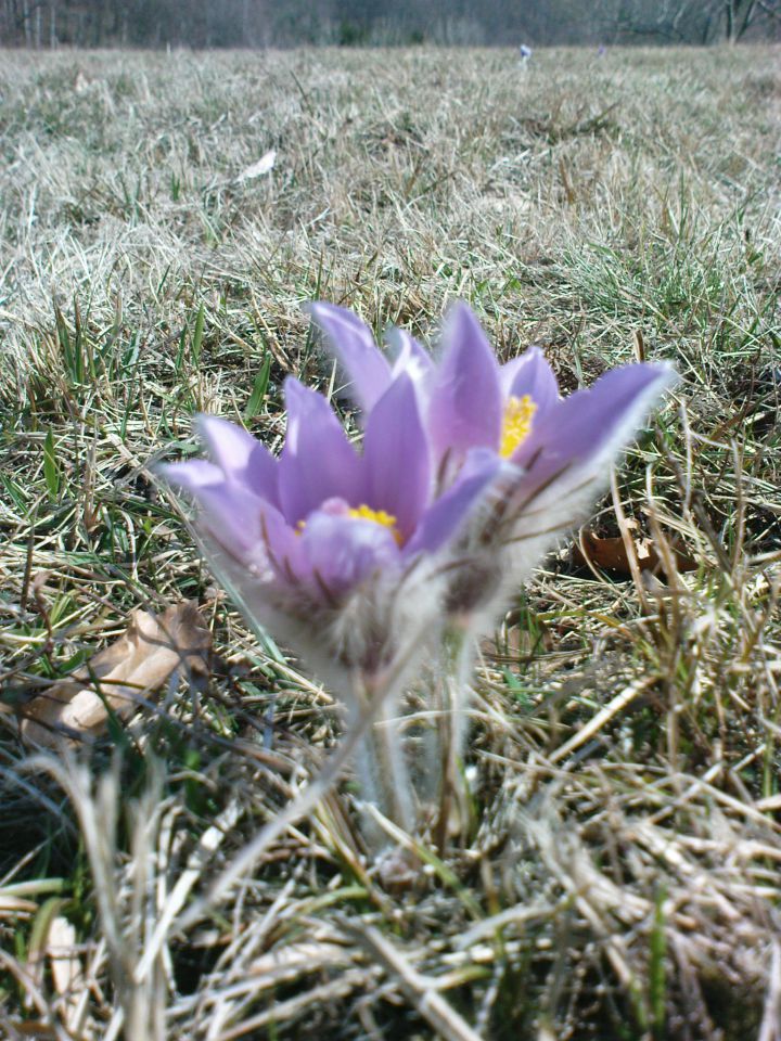 Boč 26.03.2011 - foto povečava