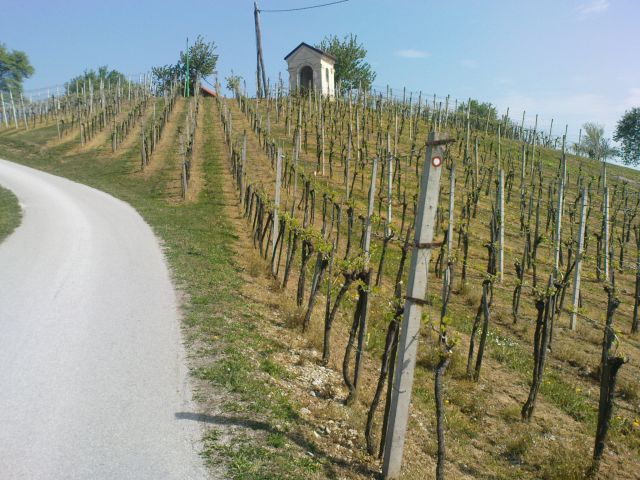Urejeni vinogradi ob poti