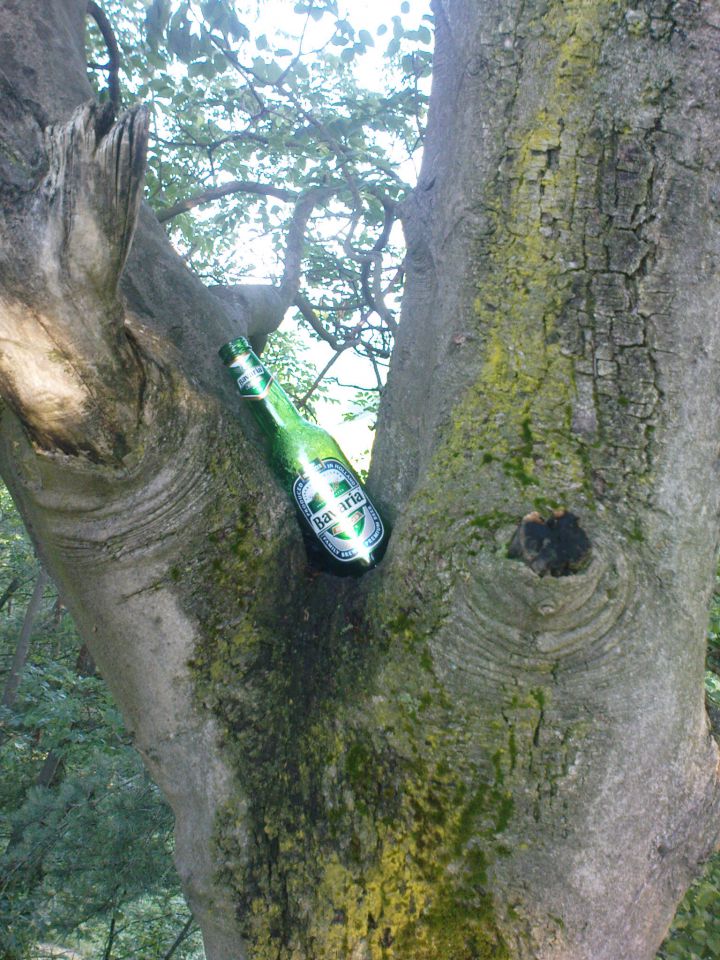 tu je pijača na drevju