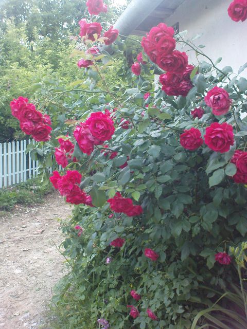 čudovite vrtnice