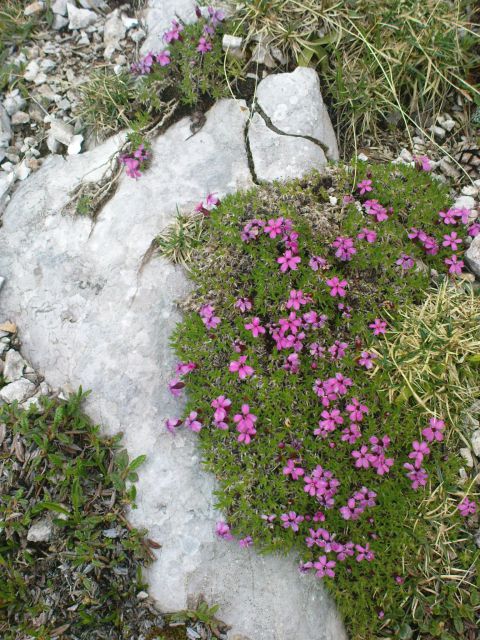 Ojstrica - 2350 m / 18.06.2011 - foto