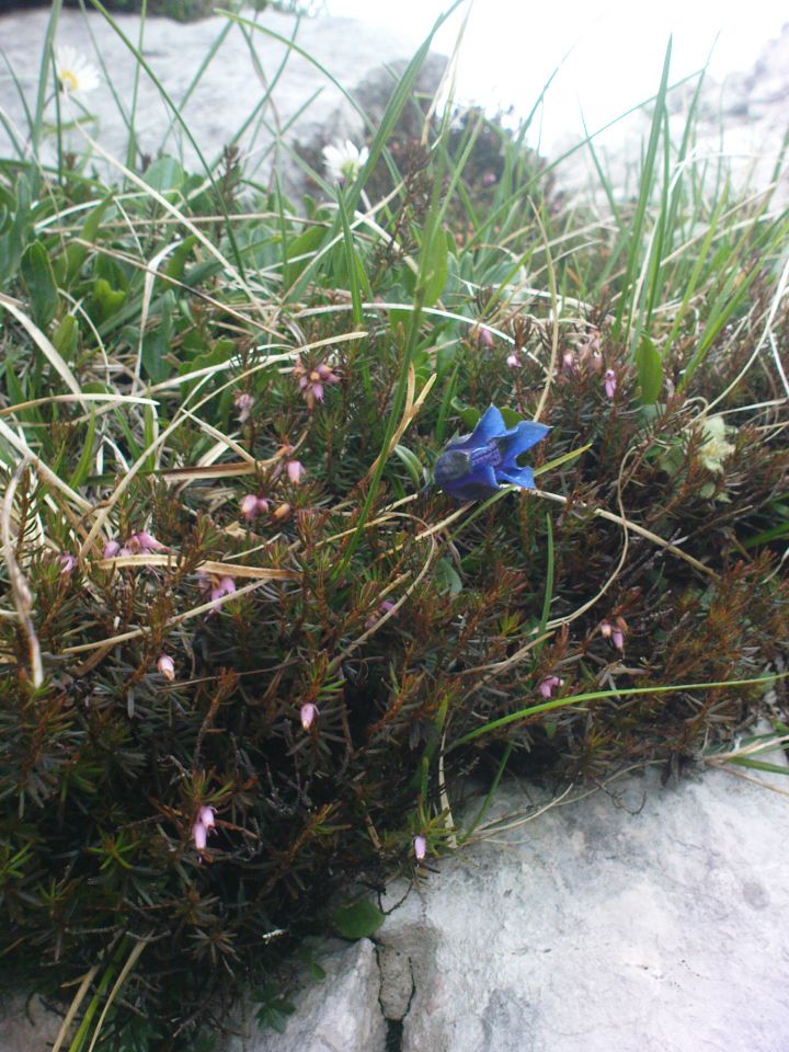 Ojstrica - 2350 m / 18.06.2011 - foto povečava