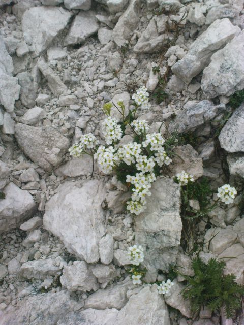 Ojstrica - 2350 m / 18.06.2011 - foto