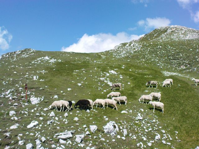 Ovčke pod vrhom