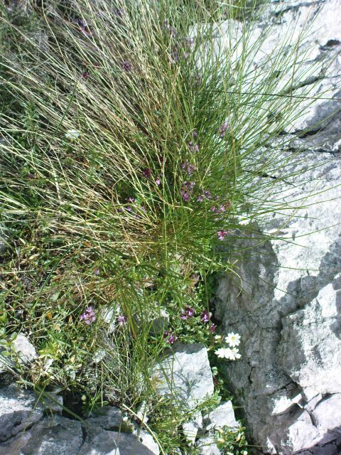 Begunjščica 2060m - 02.07.2011 - foto