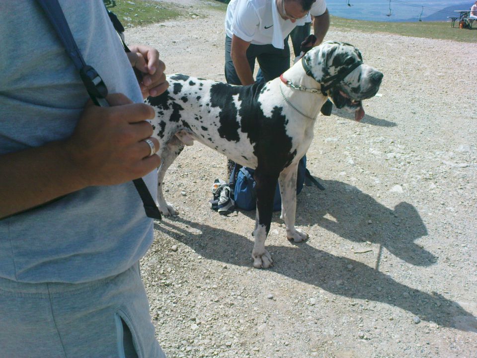 Velika planina - 13.08.2011 - foto povečava