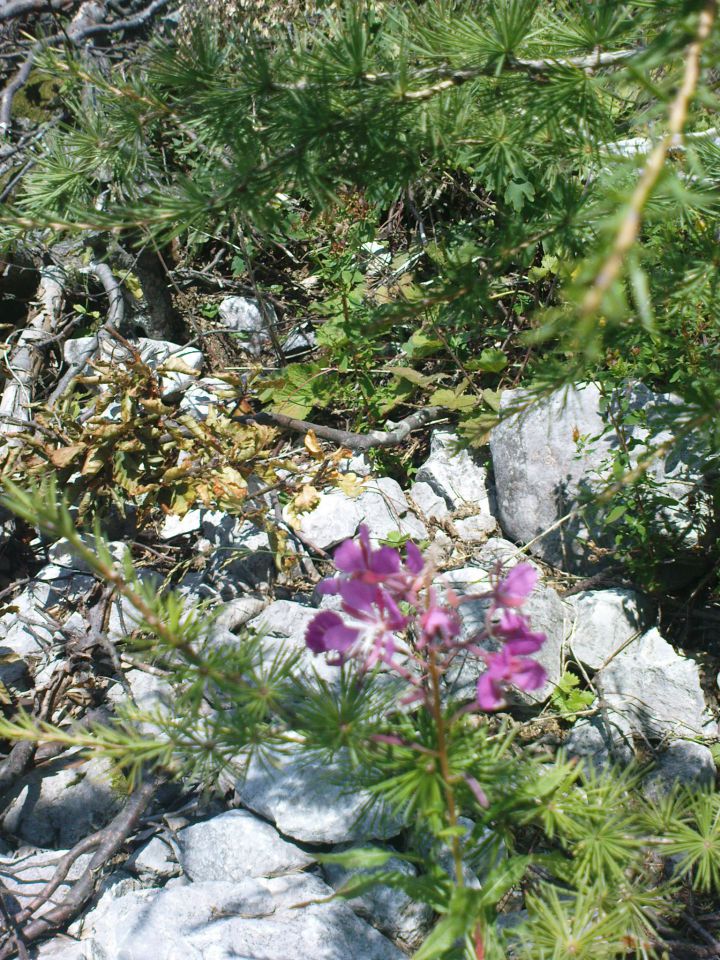 Velika planina - 13.08.2011 - foto povečava