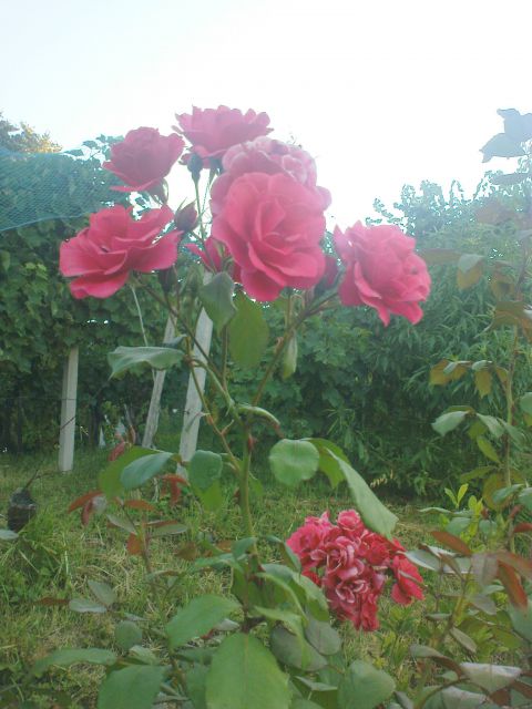 Prelepe vrtnice ob poti