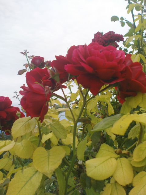 Vrtnice pri Blanki