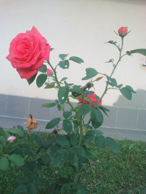 Lepe so vrtnice