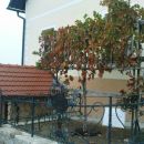 Modra kavčina počiva