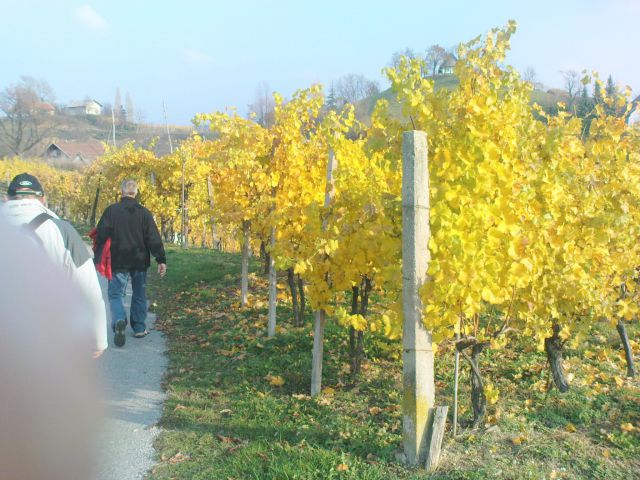 Barviti vinogradi ob poti in......
