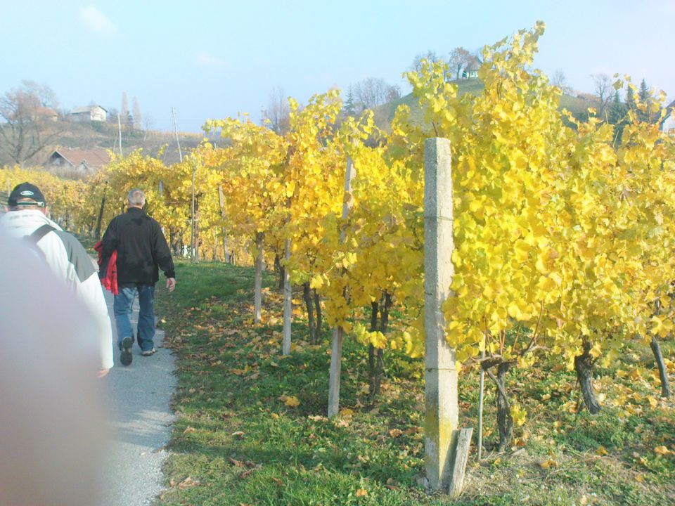 barviti vinogradi ob poti in......