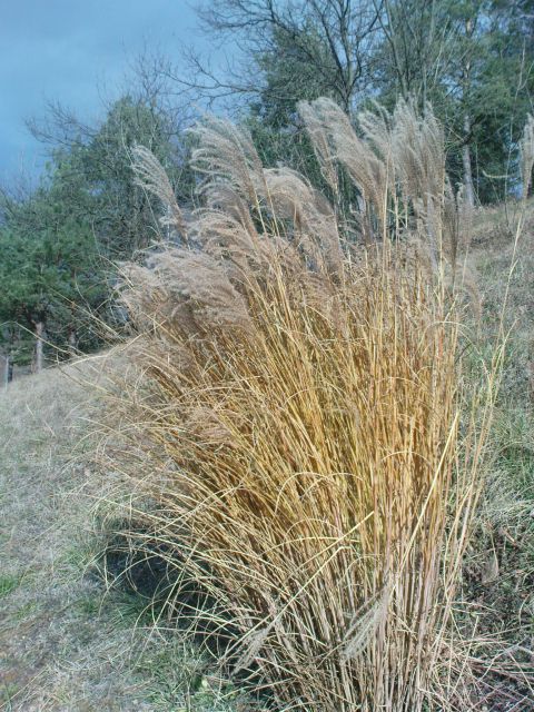 Pampaška trava