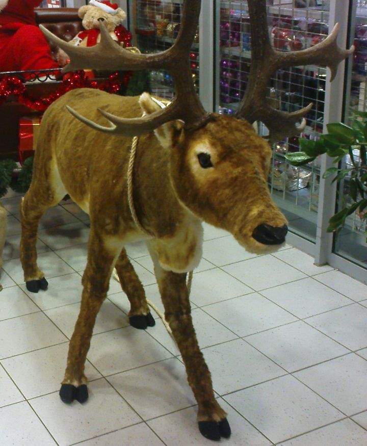 glej ga,to je Rudolf!!!