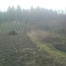 mimo vinograda