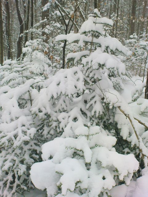 Pohod Gradišča-RC Šumica / 11.2.2012 - foto