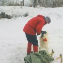 greva po krompir