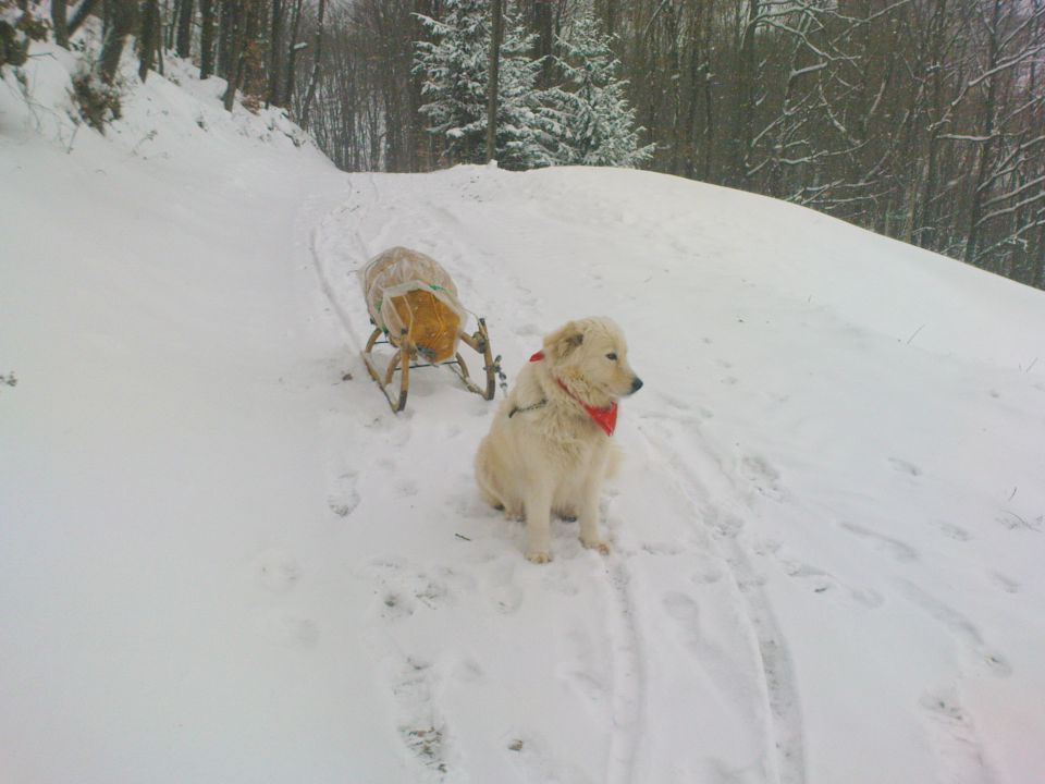 Beli je zimski vlečni pes :-))