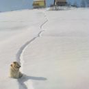 snega dovolj za snežno vajo reševanja