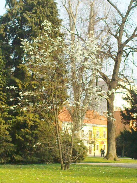 Bela magnolija že v cvetju