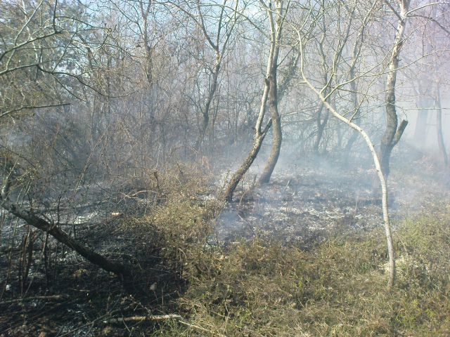 Gozdni požar v Gradiščah / 31.3.2012 - foto